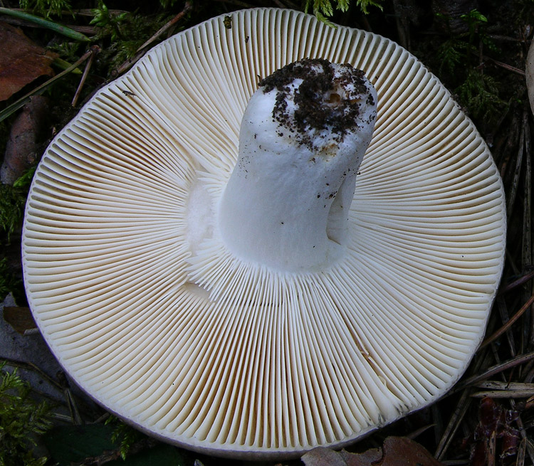 Russula da determinare.